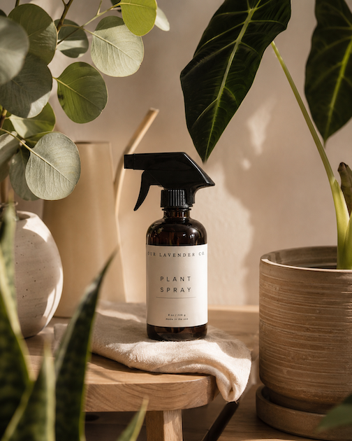 Lavender Hydrosol Plant Spray