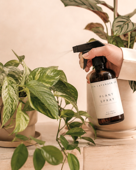 Lavender Hydrosol Plant Spray