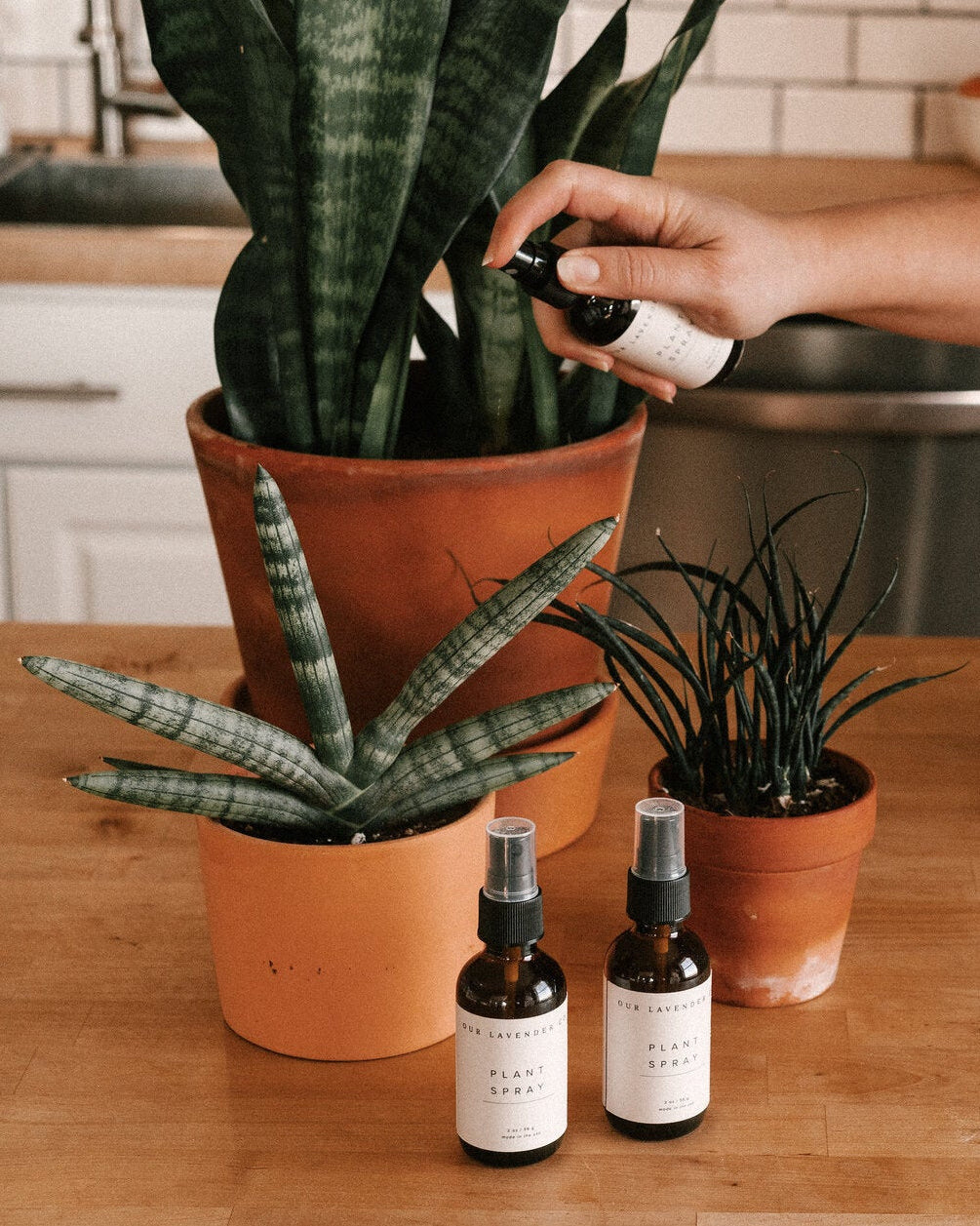 Lavender Hydrosol Plant Spray